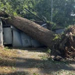 Київські дерева не витримують: жителі столиці вражені наслідками буревію