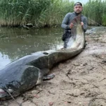 Польський рибалка впіймав сома-гіганта