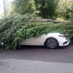 Через залпову зливу у Києві повалено 76 дерев: влада показала наслідки негоди