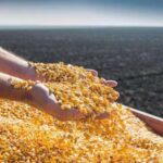 Україна наростила експорт агропродукції