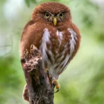 Найменша сова України живе в Чорнобильському заповіднику (фото)