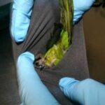 У США затримали чоловіка, який перевозив папуг у спідній білизні