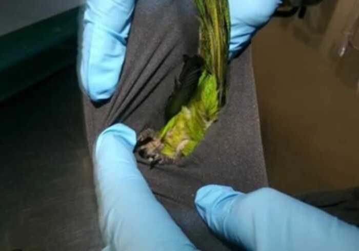 У США затримали чоловіка, який перевозив папуг у спідній білизні