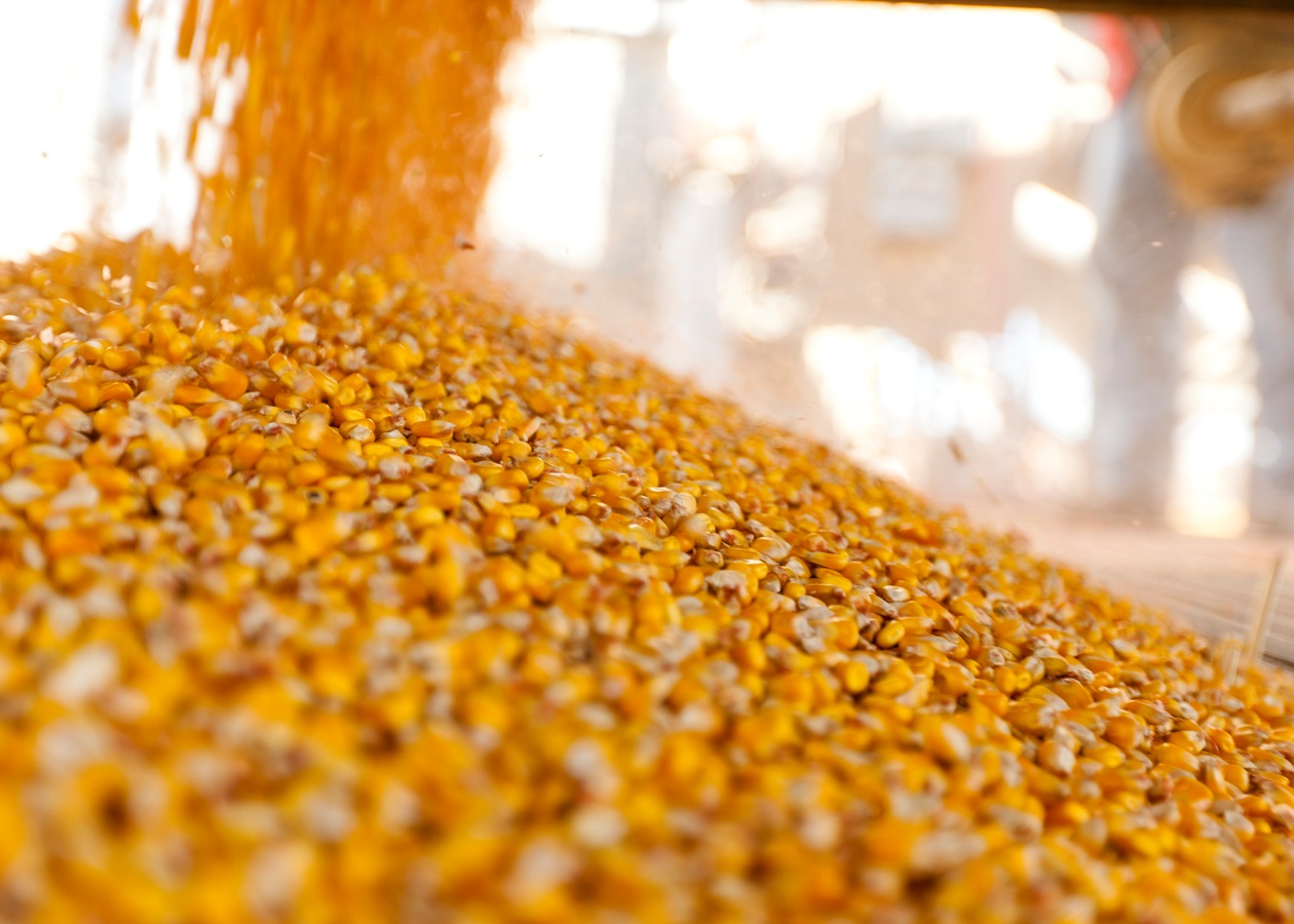 Україна завершує жнива: результати за 2025 рік та прогнози на 2026-й