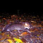 У Таїланді вперше за 30 років зафіксували рідкісну дику кішку