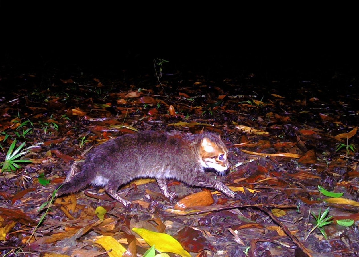 У Таїланді вперше за 30 років зафіксували рідкісну дику кішку