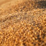 Україна скоротила експорт агропродукції у січні