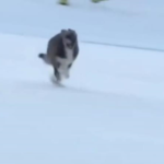 Пес став зіркою зимової Олімпіади в Італії