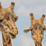 Названо сім видів тварин, які оплакують близьких