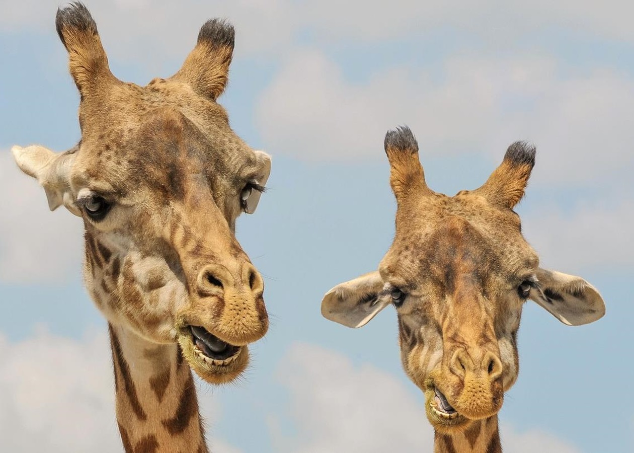 Названо сім видів тварин, які оплакують близьких