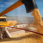 БЕБ запобігло незаконному експорту кукурудзи до Малайзії на 202 млн