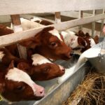 Фермери РФ втратили 1,5 млрд рублів через масове знищення худоби