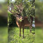 Відомого оленя Бориса з Рівненщини збила машина