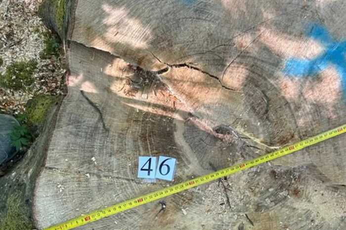 Недогледіли вирубку: двом майстрам лісу Чорнівського лісництва оголосили підозру через завдання 19 мільйонів гривень збитків