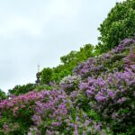 Синоптики обіцяють до +27° на початку тижня