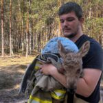 Зі спаленого Чорнобильского лісу врятували лосеня