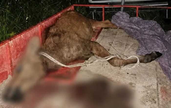 На Чернігівщині браконьєри вбили червонокнижного лося