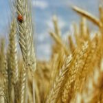 Жнива-2026: аграрії обмолотили вже 22% посівних площ