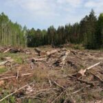 На Буковині під виглядом законних рубок лісничі знищили понад 500 дерев: справу передали до суду