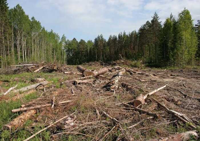 На Буковині під виглядом законних рубок лісничі знищили понад 500 дерев: справу передали до суду